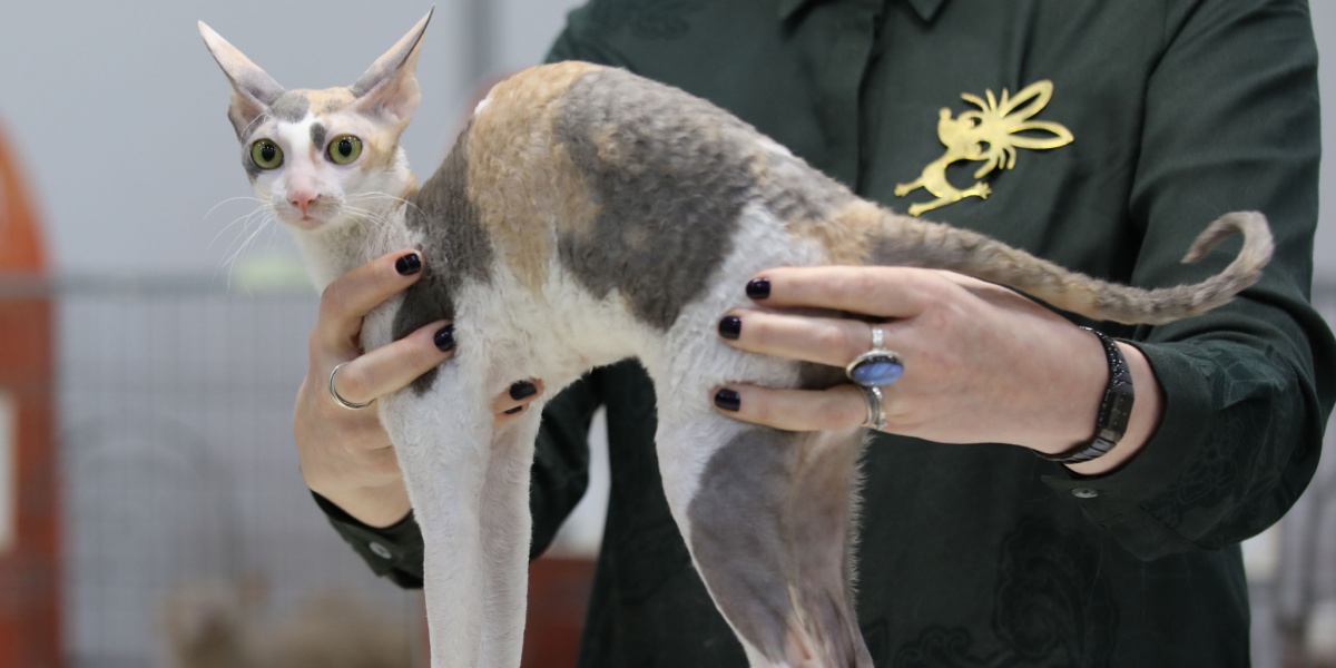 Un'elegante foto di un gatto Cornish Rex, noto per il suo caratteristico pelo riccio, il corpo snello e le grandi orecchie, che cattura l'aspetto unico e accattivante di questa particolare razza felina.