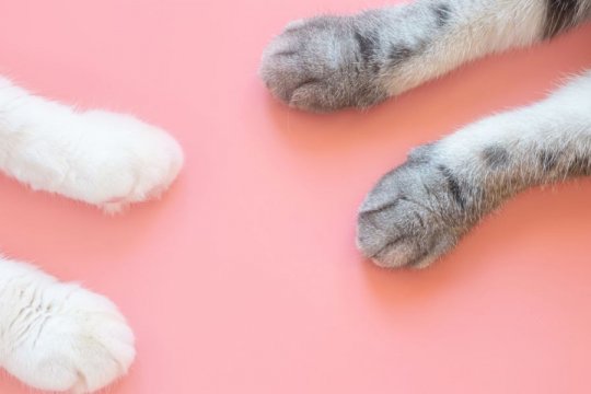 10 Fatti affascinanti sulle zampe del tuo gatto