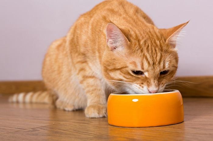 Gatto adulto impegnato a mangiare da una ciotola. L'immagine raffigura un gatto adulto che si gode il suo pasto, evidenziando l'importanza di un'alimentazione regolare per il mantenimento della salute felina.