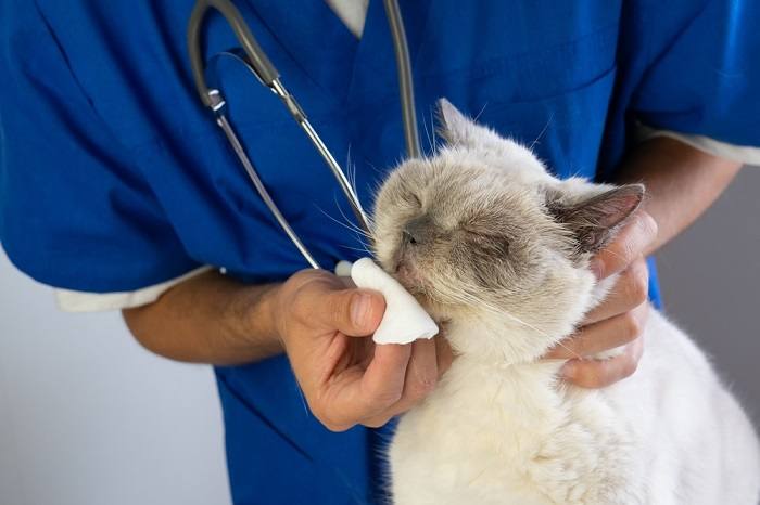 Un gatto mostra segni di sinusite, una condizione che può compromettere la salute respiratoria, sottolineando l'importanza di cure e trattamenti veterinari tempestivi.