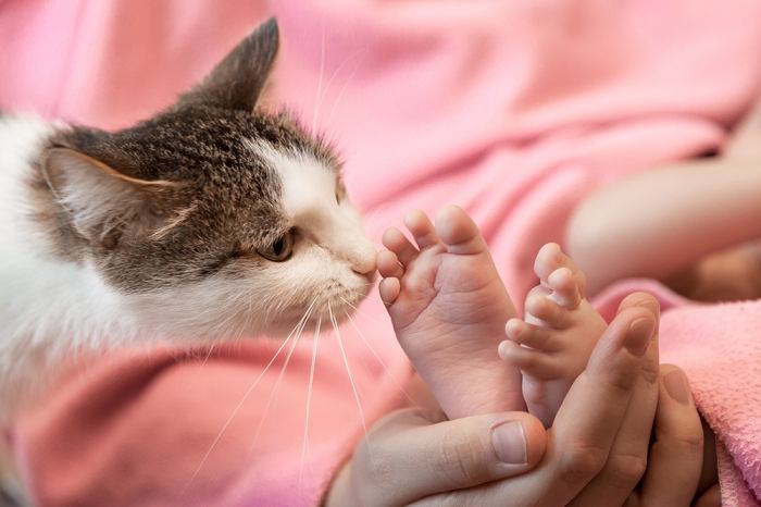 Una scena commovente che mostra la delicata interazione tra un gatto curioso e un paio di minuscoli piedini di neonato: il gatto li annusa con curiosità e il neonato li osserva con stupore.