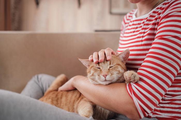 Un'immagine che cattura la relazione armoniosa tra un gatto e un essere umano.