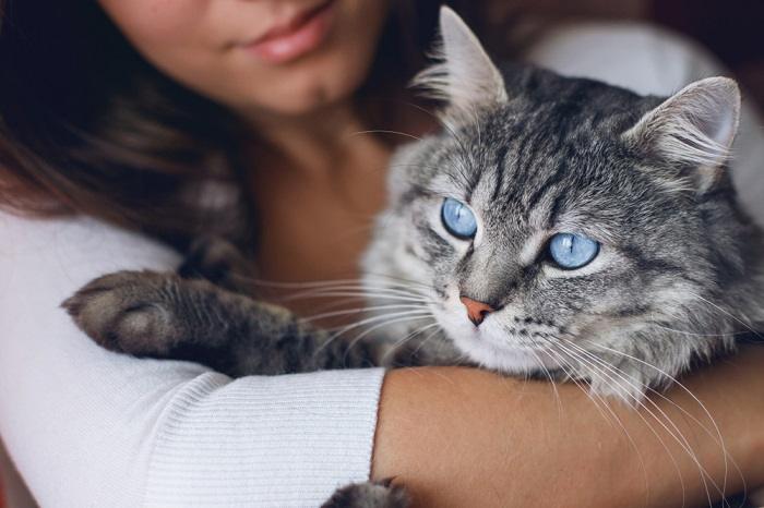 Un'interazione commovente tra un gatto e un umano, che dimostra il loro rapporto stretto e affettuoso.