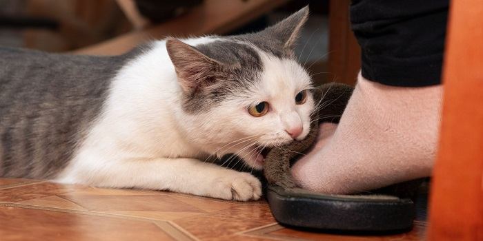 Un adorabile gatto grigio e bianco mordicchia giocosamente i piedi di una persona, dimostrando la sua natura giocosa e affettuosa.