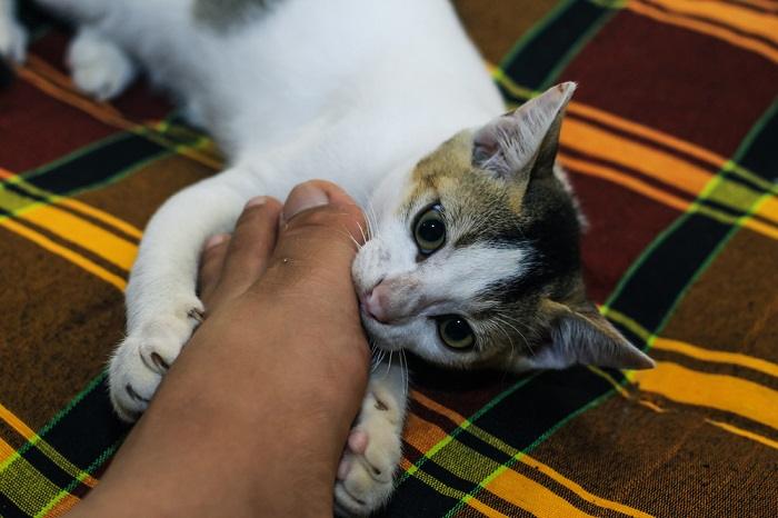 Un'immagine giocosa che ritrae un gatto che afferra delicatamente con i denti i piedi di una persona, mostrando un momento spensierato e interattivo del comportamento felino.