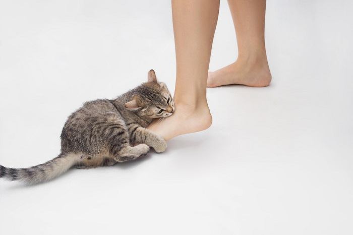 gatto attacca i piedi della donna