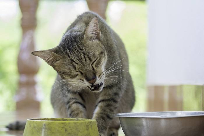 Un gatto che soffre di mal di denti, sottolineando l'importanza della cura della salute dentale per gli animali domestici.