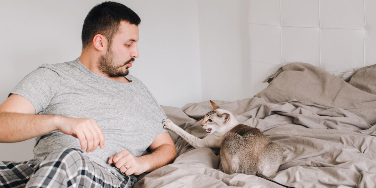 L'immagine ritrae un gatto che sibila a un essere umano, mostrando un comportamento difensivo.