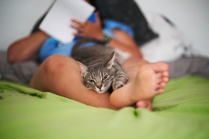 Un gatto soddisfatto che riposa comodamente tra le gambe di una persona, godendosi il calore e la compagnia in una posizione rilassata e comoda.