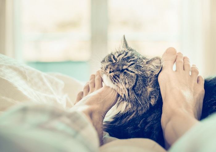 Un'immagine seria che raffigura un gatto in difficoltà, che si tiene una zampa con un'espressione preoccupata, a indicare la presenza di un potenziale problema medico che richiede attenzione.