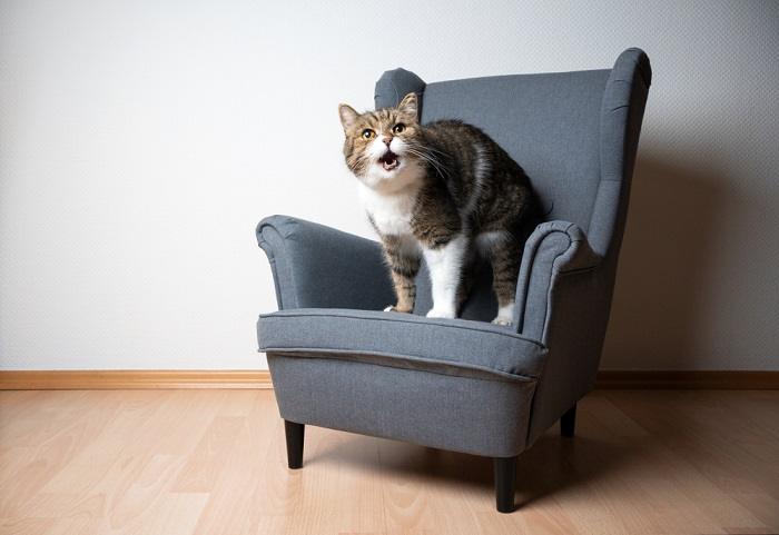 Foto di un gatto curioso e rumoroso, che emette un accattivante suono "neow", mentre ostenta la sua personalità affascinante ed espressiva.