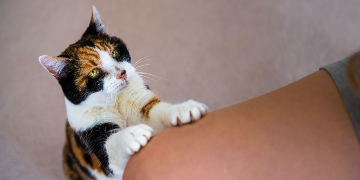 Gatto in piedi che mette le zampe sulla coscia di qualcuno