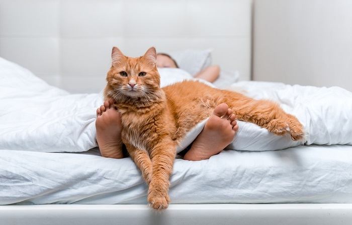 Un gatto energico che salta con entusiasmo sui piedi di una persona e gioca con loro, dimostrando la sua natura giocosa e vivace.