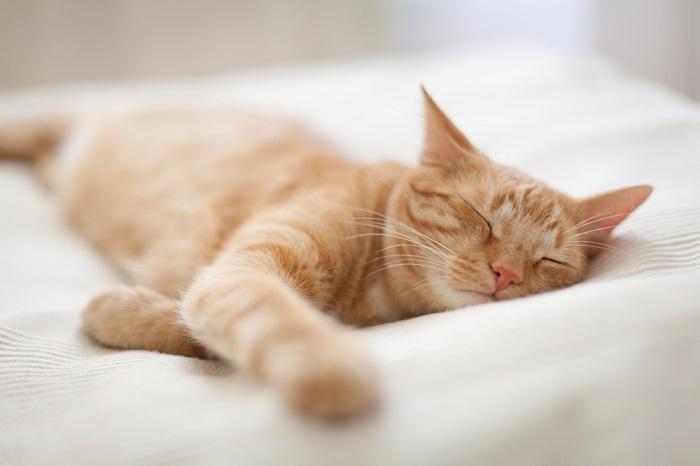 Un'immagine serena di un gatto che dorme pacificamente, che dimostra la tranquillità di un felino addormentato.