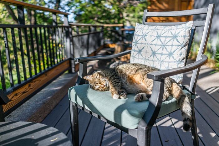 L'immagine di un gatto che dorme pacificamente su una comoda poltrona.