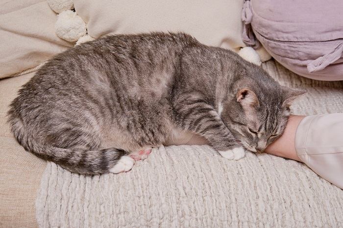 Una scena tranquilla che mostra un gatto addormentato, comodamente adagiato tra le gambe di una persona, che si gode un riposino ristoratore in una posizione sicura e accogliente.