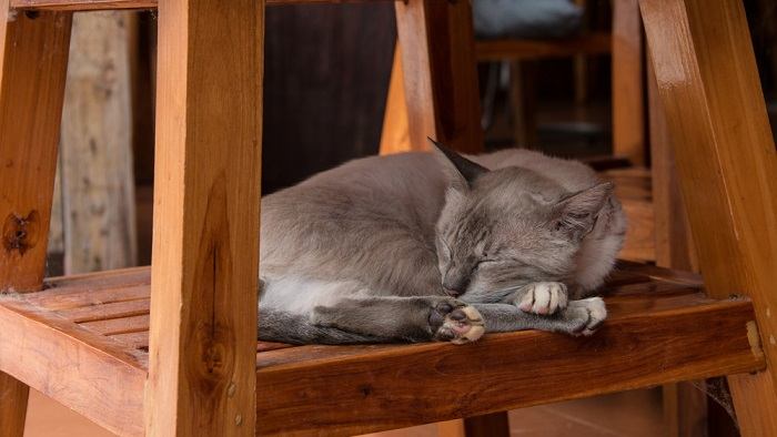 Immagine di un gatto che dorme pacificamente sotto una sedia di legno, godendosi un posto accogliente e riparato per riposare.