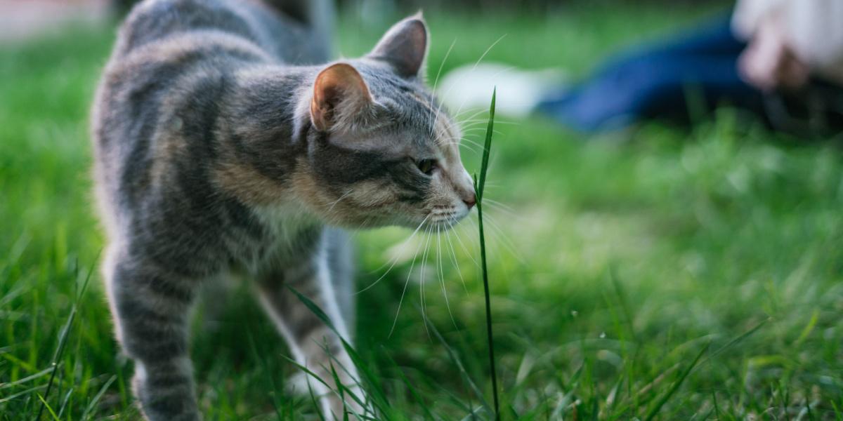 Un gatto curioso annusa un filo d'erba, dimostrando il suo spiccato senso dell'olfatto e la sua capacità di esplorare l'ambiente circostante.