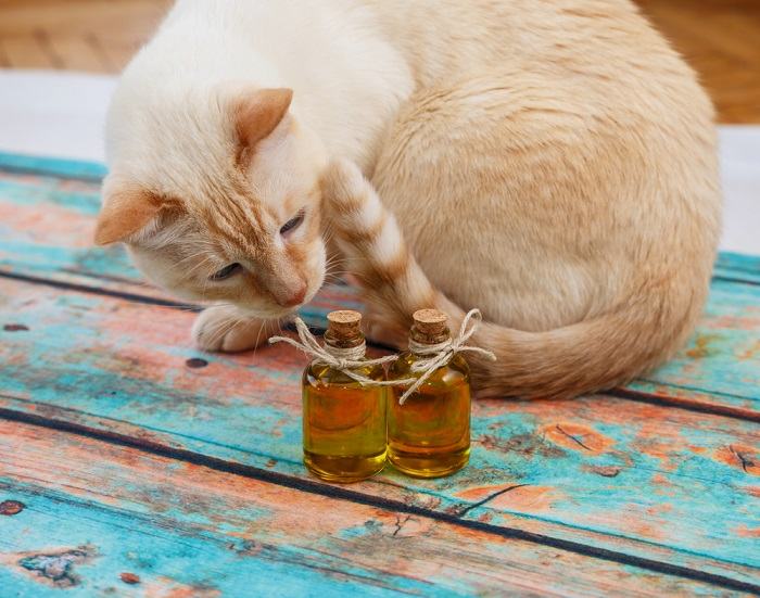 odori che il tuo gatto odia