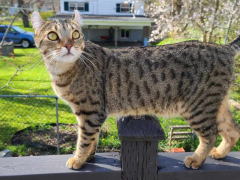 A cat leisurely walking on a patio or outdoor space.