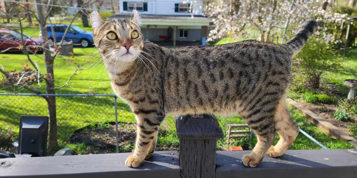 Un gatto che passeggia tranquillamente su un patio o in uno spazio all'aperto.