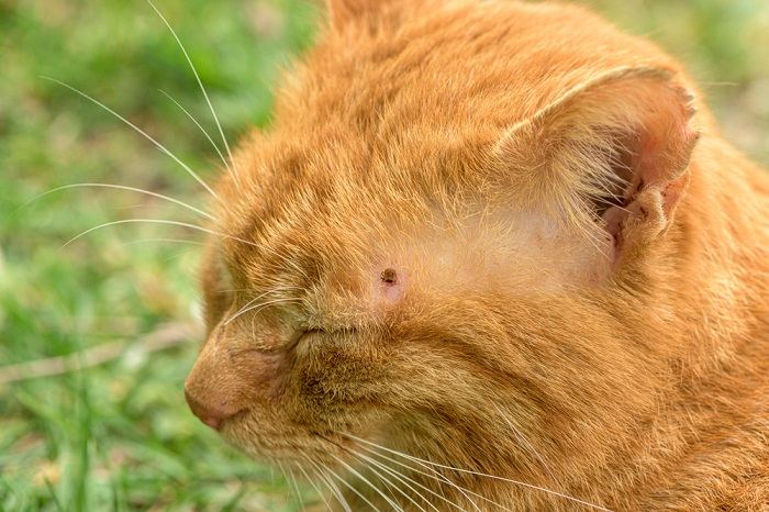 gatto con una zecca