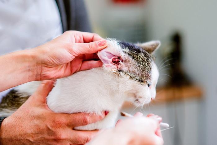 Immagine che raffigura il processo di controllo dell'orecchio di un gatto.