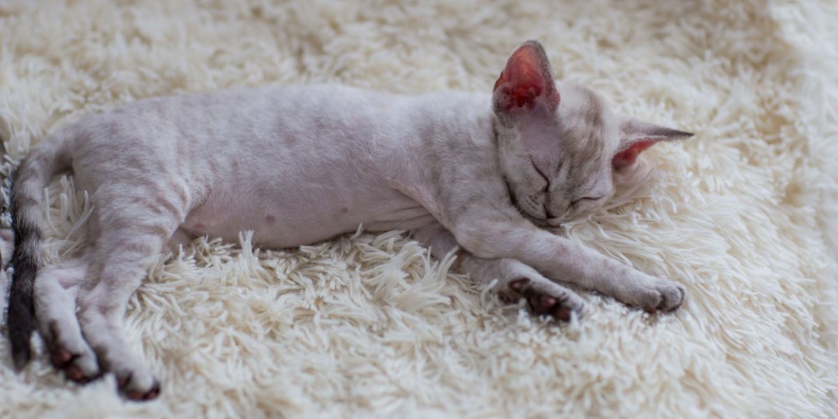 Un gatto di razza Devon Rex che dorme pacificamente, mettendo in mostra il suo aspetto unico e la sua affascinante posizione durante il sonno.