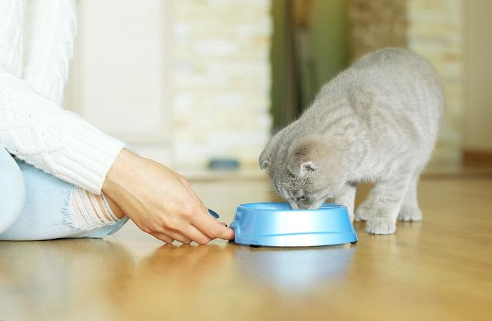 L'immagine cattura il momento di una persona che dà da mangiare a un gatto.