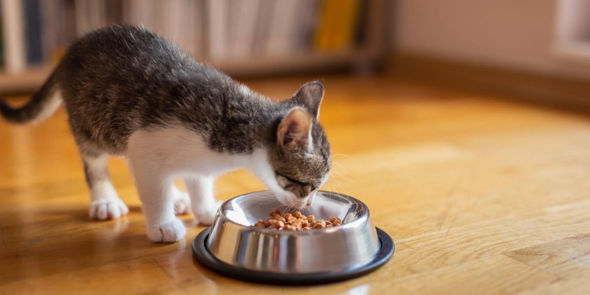 Gattino che mangia in una ciotola.