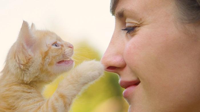 Piccolo gattino che tocca il naso di una donna