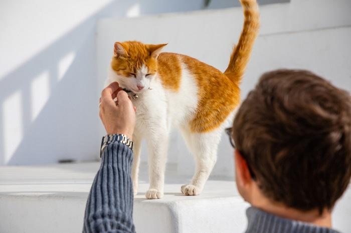 Un'immagine che ritrae un uomo e un gatto, probabilmente raffigurante una commovente interazione tra un essere umano e un felino.