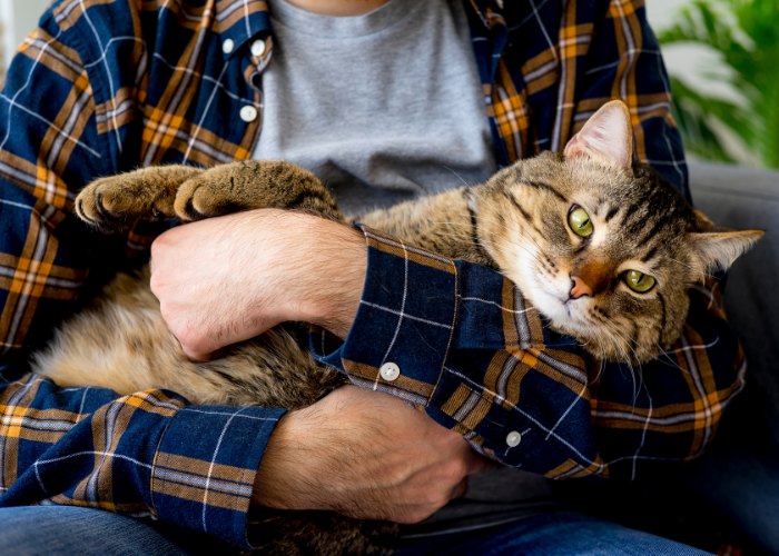 Foto di un uomo che tiene delicatamente il suo gatto tra le braccia: entrambi sembrano a loro agio e instaurano uno stretto legame in un ambiente confortevole.