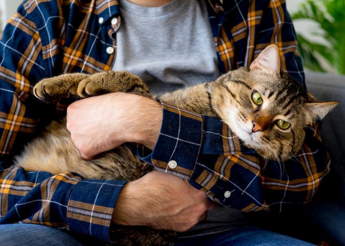 Un'immagine che ritrae un uomo che tiene delicatamente un gatto tra le braccia.