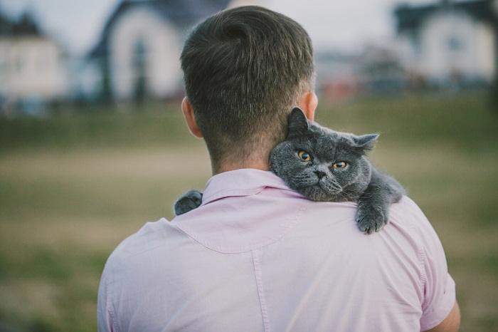 Gatto British Shorthair drappeggiato sulla spalla di un uomo