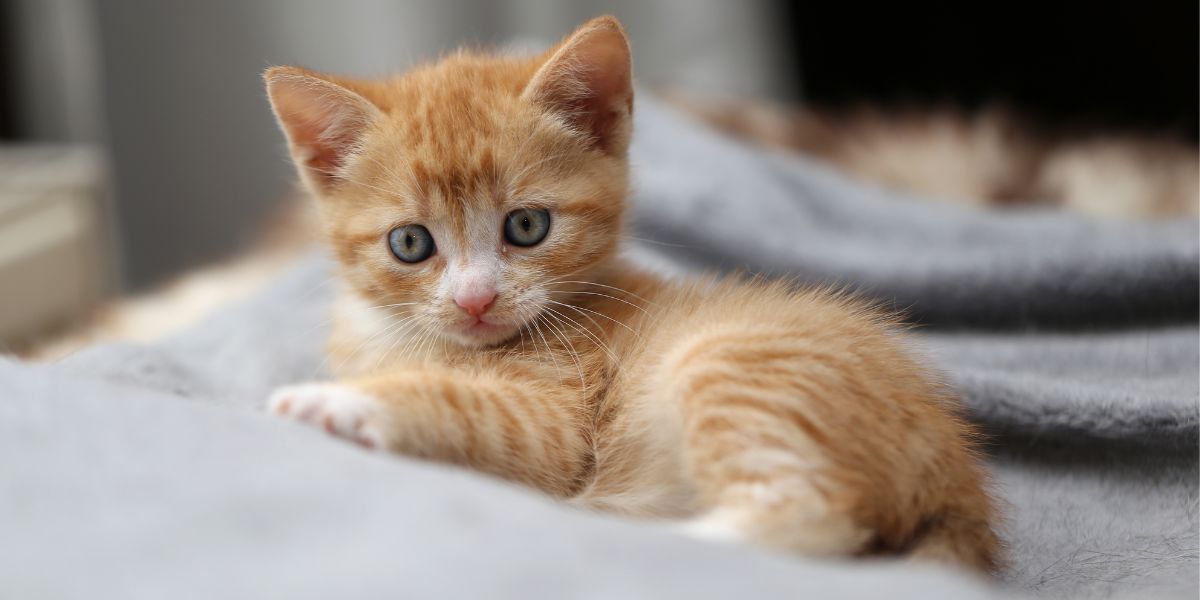 Presentazione adorabile di un nuovo gattino, un momento commovente immortalato.