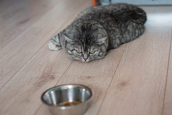 Il gatto che rifiuta di mangiare sottolinea l'importanza di affrontare i problemi di appetito e nutrizione nei gatti