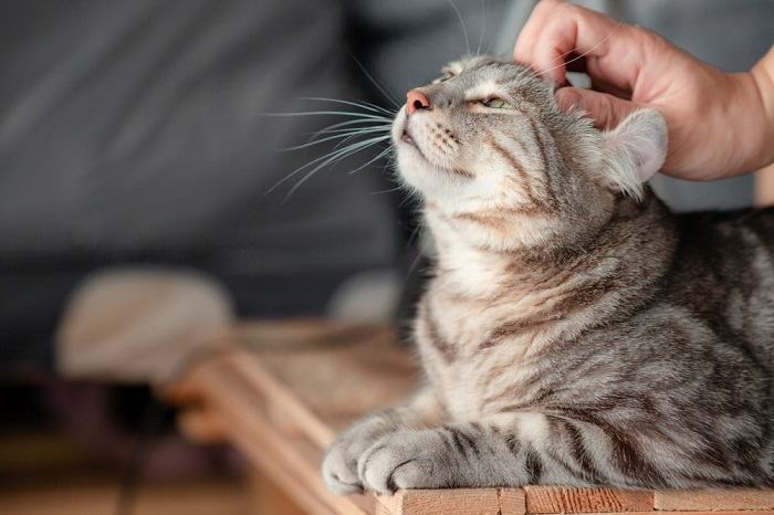 Interazione giocosa tra una persona e il suo gatto, che dimostra la gioia della compagnia felina.