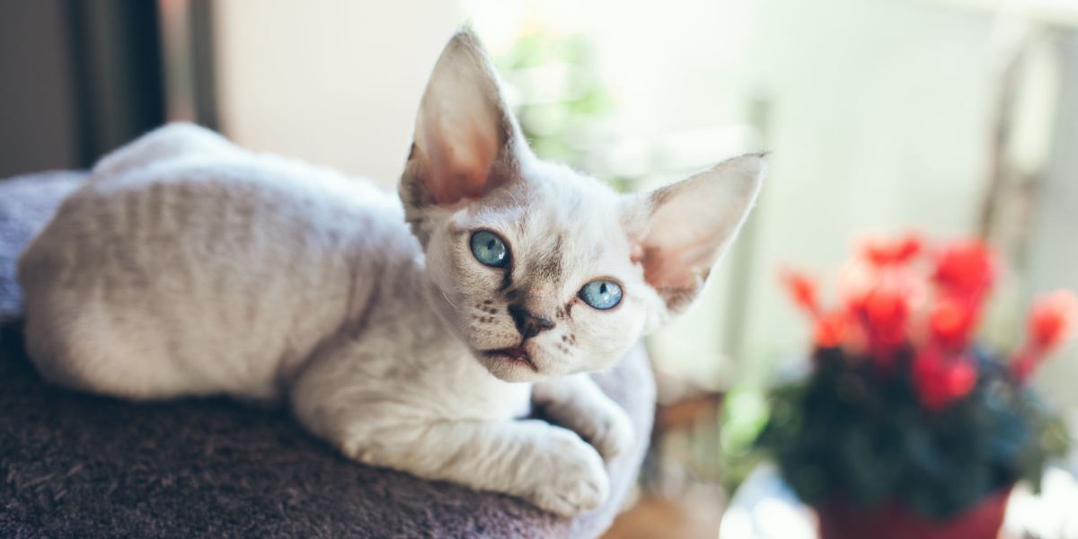 Uno splendido gatto Devon Rex con pelliccia liscia e ondulata e occhi accattivanti, in posa con grazia.