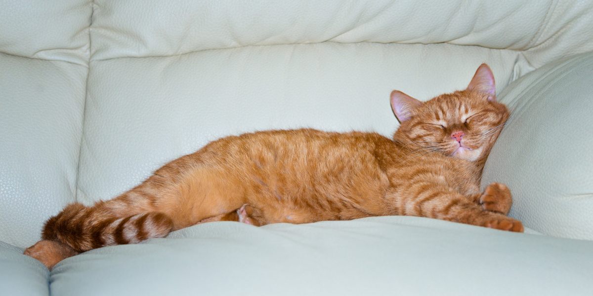 Gatto addormentato in un posto accogliente.