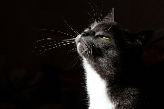 Quali odori odiano i gatti? Questa lista potrebbe sorprenderti