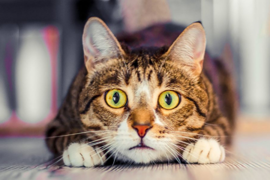 7 Suoni che i gatti odiano e che dovresti evitare