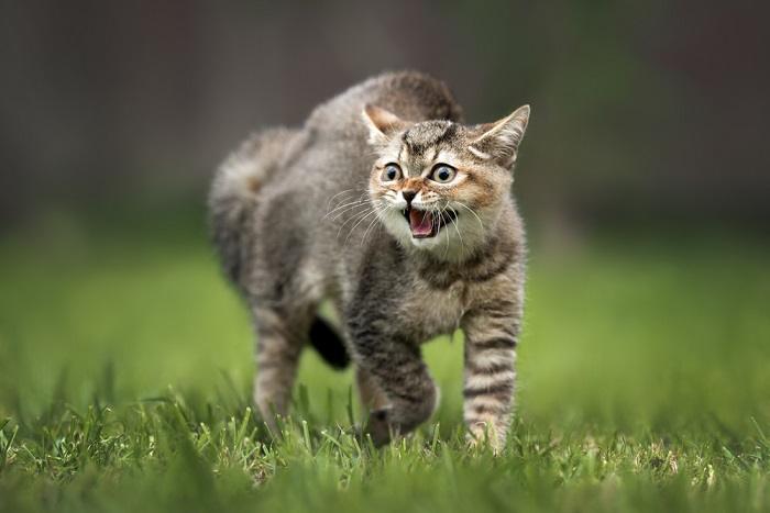 L'immagine mostra un gatto soriano in stato di agitazione, che sibila, tiene le orecchie appiattite e mostra un linguaggio del corpo difensivo.