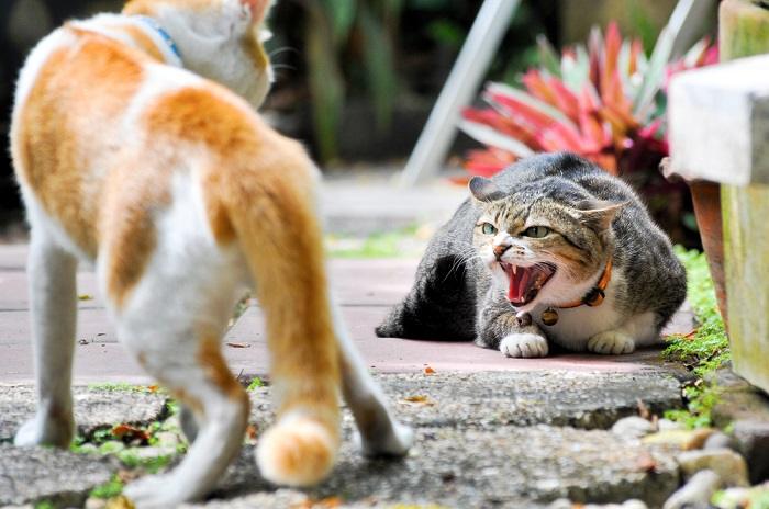 Immagine di due gatti impegnati in una lotta