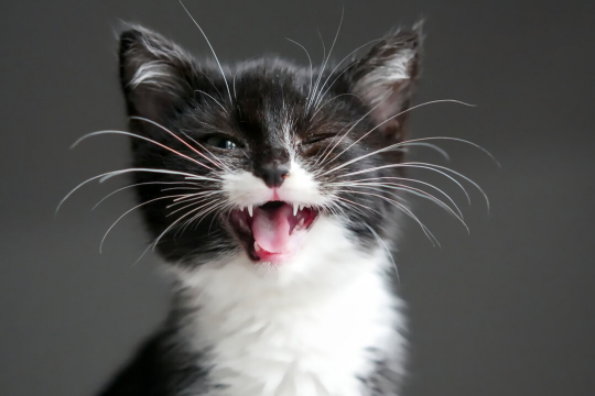 10 Fatti sorprendenti sui baffi dei gatti