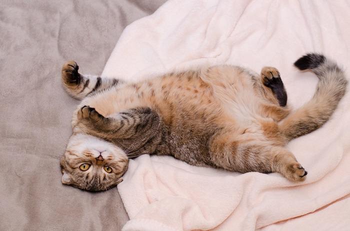 Affascinante gatto Scottish Fold con le sue caratteristiche orecchie piegate. L'immagine mostra l'aspetto unico di questa razza, nota per le sue adorabili orecchie piegate.