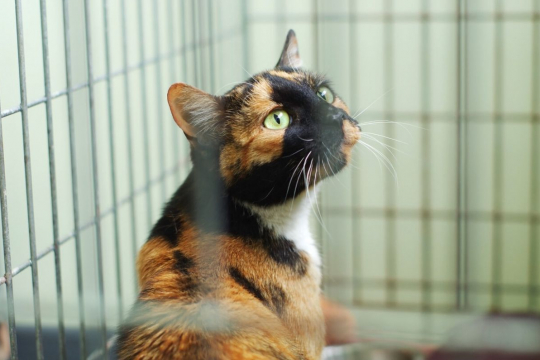 10 Domande chiave da porsi prima di adottare un nuovo gatto