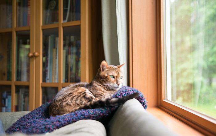 Un gatto del Bengala comodamente adagiato su una coperta blu.