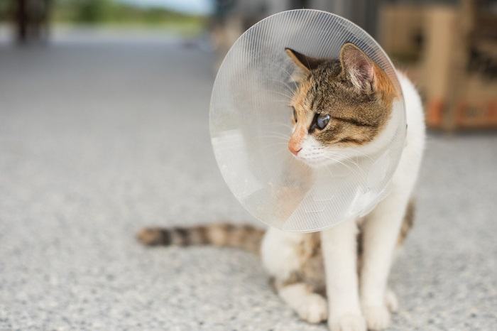 Gatto con un cono sulla testa