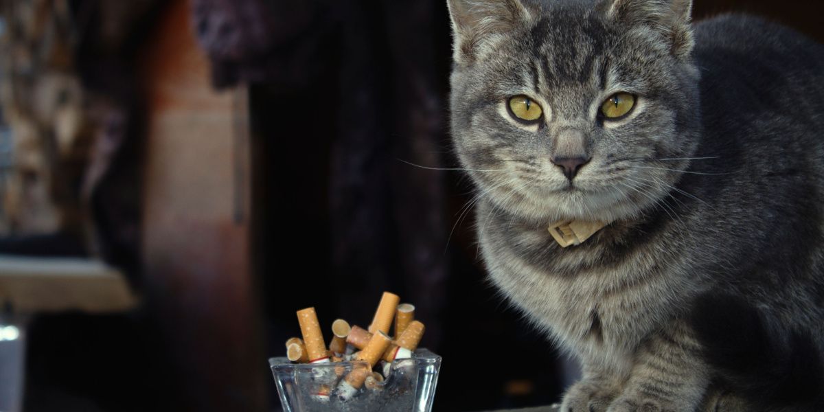 Un gatto vicino a una sigaretta, a dimostrazione del fatto che i gatti potrebbero potenzialmente inalare il fumo.